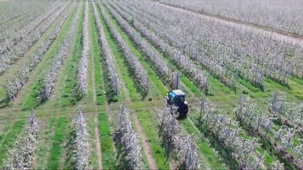 Фермер працює на тракторі в своєму яблучному саду — стокове відео