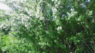 Hava video, üstten görünüm, kavak, büyük yüksek yeşil ağaç, kabartmak ile tüm kapalı