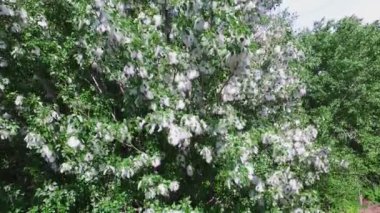 Havadan video, üst ve yan görünümü, kavak, büyük yüksek yeşil ağaç, kabartmak ile tüm kapalı