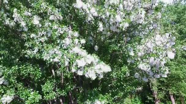 Aerial video, top and side view, poplar, large high green tree, all covered with fluff — Stock Video