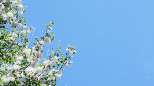 Contra el cielo azul, grandes ramas de álamo verde, densamente cubiertas con haces de pelusa. Pelusa ligera de álamo blanco llevada por corrientes de viento. Pelusa vuela en el cielo — Vídeo de stock