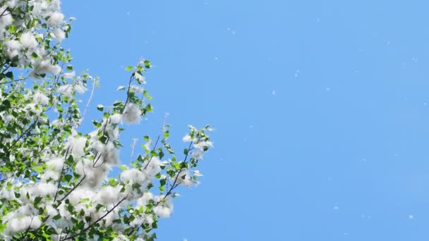 Against the blue sky, large, green poplar branches, densely covered with bundles of fluff. Light, white poplar fluff carried by wind currents. Fluff flies in the sky — Stock Video