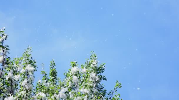 Przeciw błękitne niebo duże, zielone gałęzie topoli, gęsto pokryte wiązki puch. Światło, puch topoli białej, prowadzone przez prądy powietrza. Puch leci na niebie — Wideo stockowe