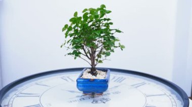 Yeşil bonsai ağacı büyük bir saat kadranı üzerinde döner. Bir tema için zaman ve doğa hakkında fikir