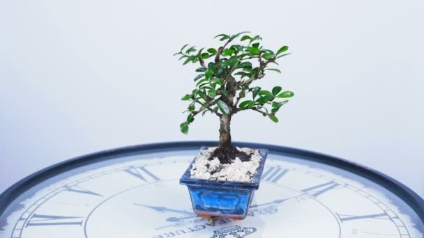 Zelená bonsaje strom se otočí na číselníku velké hodiny. Nápad na téma o čas a příroda — Stock video
