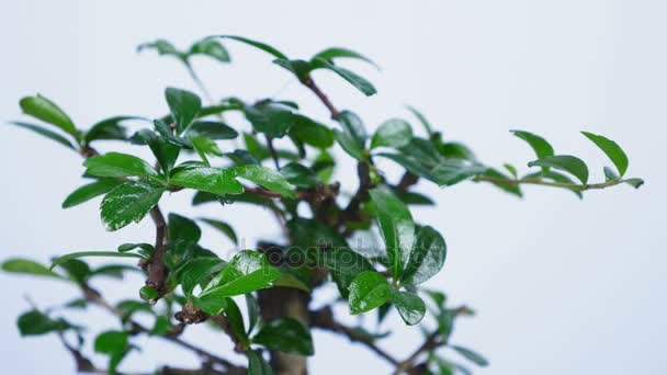 Close-up, Uma árvore bonsai verde gira no mostrador de um grande relógio. Uma ideia para um tema sobre tempo e natureza — Vídeo de Stock