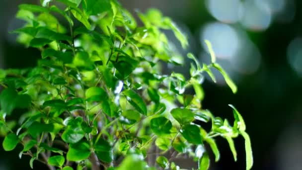 Nahaufnahme. ein grüner Bonsai-Baum rotiert in den Lichtstrahlen, — Stockvideo