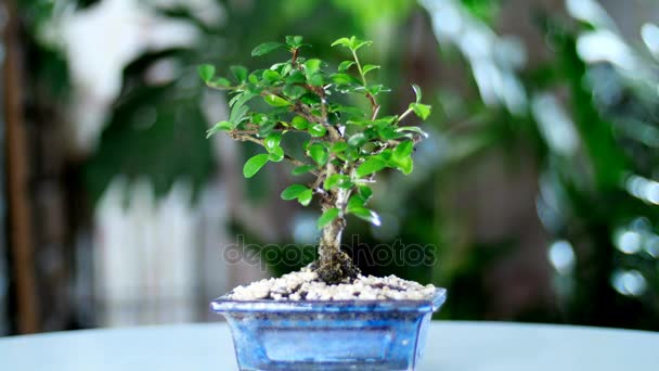 En grön bonsaiträd roterar i ljusstrålar, i bakgrunden en massa grönska — Stockvideo