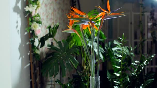 Buquê de flores nos raios de luz, rotação, consiste em Strelitzia. no fundo um monte de vegetação — Vídeo de Stock