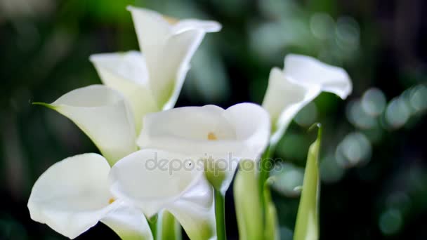 Close-up, Flower bouquet in the rays of light, rotation, consists of calla. in the background a lot of greenery — Stock Video