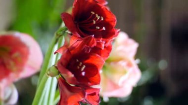 yakın çekim, çiçek buketi ışık, döndürme, ışınları içinde oluşur nergis zambağı beyaz, pembe, ferrari. arka planda bir sürü yeşillik