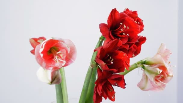 Nahaufnahme, Blumen, Strauß, Rotation auf weißem Hintergrund, florale Komposition besteht aus Amaryllis weiß, rosa, ferrari. — Stockvideo