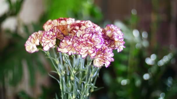 Ramo de flores en los rayos de luz, rotación, la composición floral consta de clavel de color turco melocotón — Vídeos de Stock
