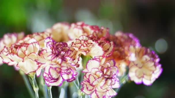 Nahaufnahme, Blumenstrauß in den Lichtstrahlen, Rotation, die florale Komposition besteht aus Nelke türkisch Pfirsich Farbe — Stockvideo