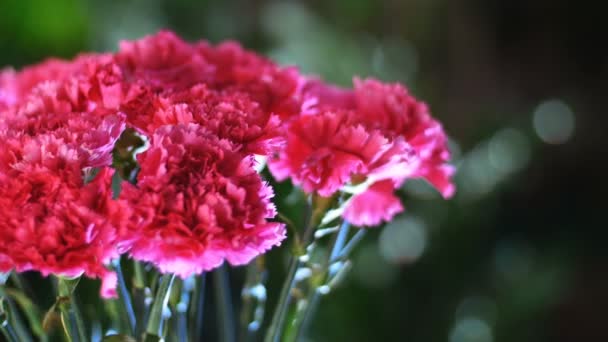 Close-up, Buquê de flores nos raios de luz, rotação, a composição floral consiste de cravo turco rosa brilhante No fundo um monte de vegetação — Vídeo de Stock