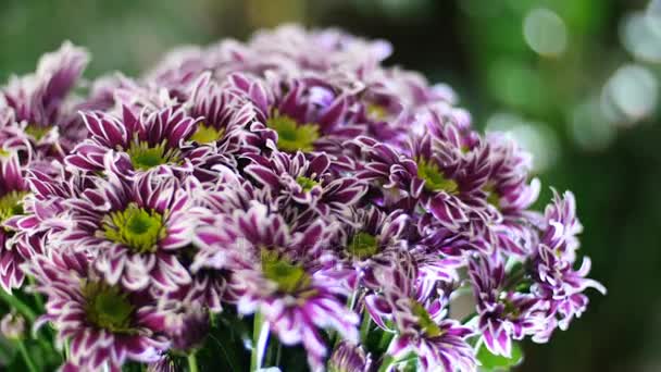 Close-up, bloemboeket in de stralen van licht, rotatie, de bloemen samenstelling bestaat uit paarse chrysant saba. Op de achtergrond een heleboel groen — Stockvideo