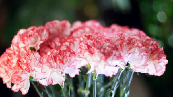 Close-up, Buquê de flores nos raios de luz, rotação, a composição floral consiste em suavemente luz rosa cravo turco No fundo um monte de vegetação — Vídeo de Stock