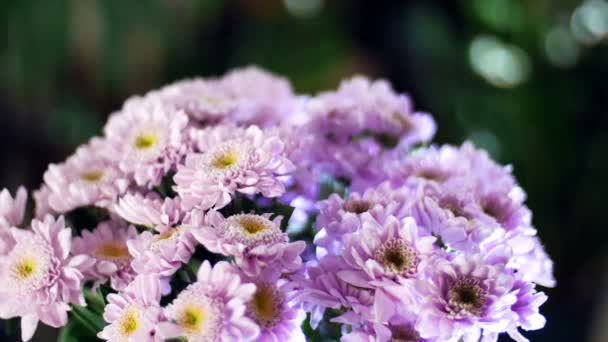 Primo piano, bouquet di fiori nei raggi di luce, rotazione, la composizione floreale è costituito da viola Chrysanthemum saba. Sullo sfondo molto verde — Video Stock