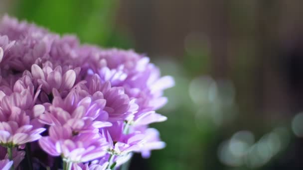 Detail, kytice v paprscích světla, rotace, květinové kompozice tvoří fialová chryzantéma saba. V pozadí hodně zeleně — Stock video