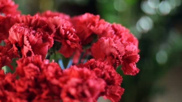 Detail, kytice v paprscích světla, rotace, květinové kompozice tvoří zářivě červené turecké karafiátu. V pozadí hodně zeleně — Stock video