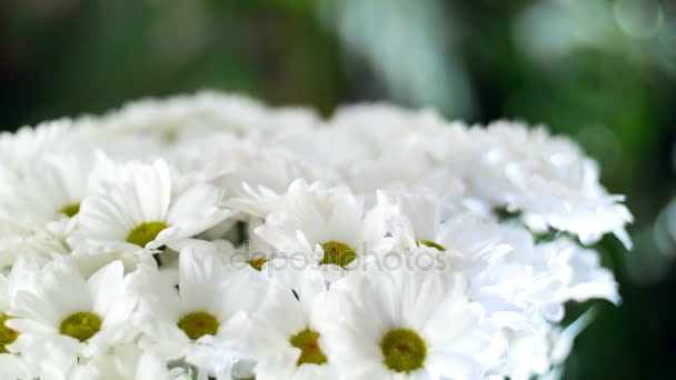 Zbliżenie, bukiet kwiatów w promienie światła, rotacji i kompozycji kwiatowych składa się z bacardi białe chryzantemy rumianek. W tle dużo zieleni — Wideo stockowe