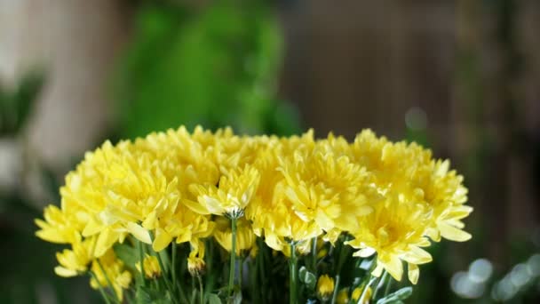 Närbild, blombukett i strålar av ljus, rotation, blommig sammansättning består av gula krysantemum kamomill. I bakgrunden en massa grönska — Stockvideo