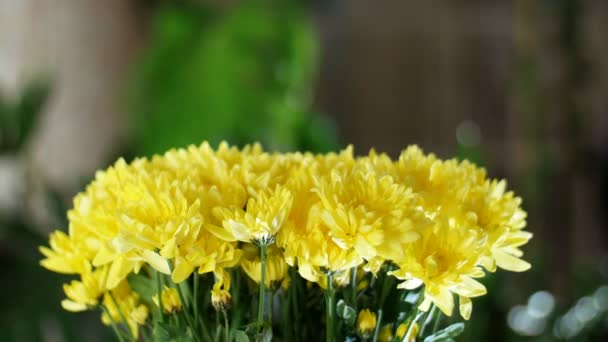 Gros plan, Bouquet de fleurs dans les rayons de lumière, rotation, la composition florale se compose de Chrysanthème jaune camomille. En arrière-plan beaucoup de verdure — Video