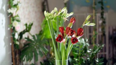 Işık, döndürme, ışınları içinde çiçek buketi nergis zambağı beyaz, Amaryllis ferrari oluşur. arka planda bir sürü yeşillik