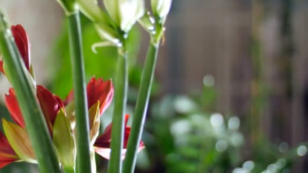 Gros plan, Bouquet de fleurs dans les rayons de lumière, rotation, se compose de Amaryllis blanc, Amaryllis ferrari. en arrière-plan beaucoup de verdure — Video