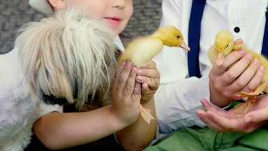 Köy, şık giyimli erkek ördek yavrusu, tavuk ve küçük bir köpek ile oynamak. Stüdyo ile tematik dekorasyon video. yakın çekim