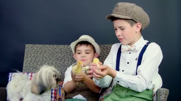 Dos chicos rústicos y elegantes juegan con patitos, gallinas y un perro pequeño. En el fondo un pajar, casas de pájaros de colores, globos y flores . — Vídeos de Stock