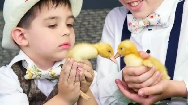 Close-up. Dois meninos rústicos e elegantemente vestidos brincam com patinhos, galinhas e um cachorro pequeno. No fundo um palheiro, casas de pássaros coloridas, balões e flores . — Vídeo de Stock