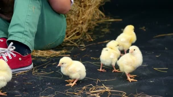 Gros plan. Deux villageois, élégamment habillés garçons jouent avec des canetons et des poulets, en arrière-plan une meule de foin. Baskets rouges , — Video