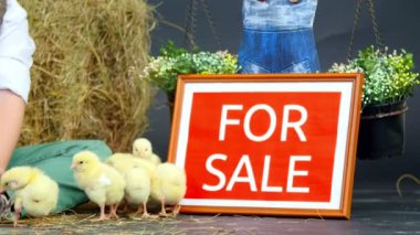 yakın çekim. İki köy, şık giyimli erkek bir haystack ducklings ve arka bahçede tavuk ile oynamak. Satılık bir yazıt ile bir tabak