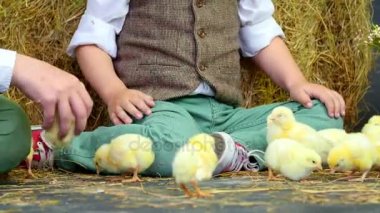 yakın çekim. İki köy, şık giyimli erkek ördek yavrusu ve tavuk, arka planda bir haystack oynamak.