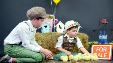 Köy, şık giyimli erkek ördek yavrusu ve tavuk ile oynamak. Stüdyo ile tematik dekorasyon video. Satılık bir yazıt ile bir tabak