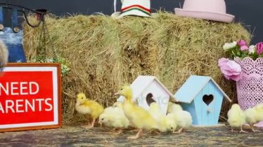 saman üzerinde küçük tavuk, ördek yavrusu saman üzerinde yürüyorsun. Arka planda bir Samanlık, küçük kuş evleri renkli. Tabela inskription ile biz anne gerekir