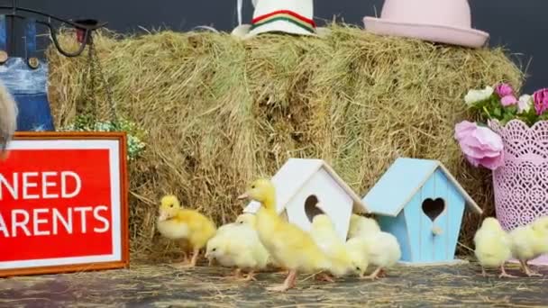 Auf dem Stroh, auf dem Heu laufen kleine Hühner, Entchen. Im Hintergrund ein Heuhaufen, bunte kleine Vogelhäuschen. Namensschild mit der Aufschrift, wir brauchen Eltern — Stockvideo