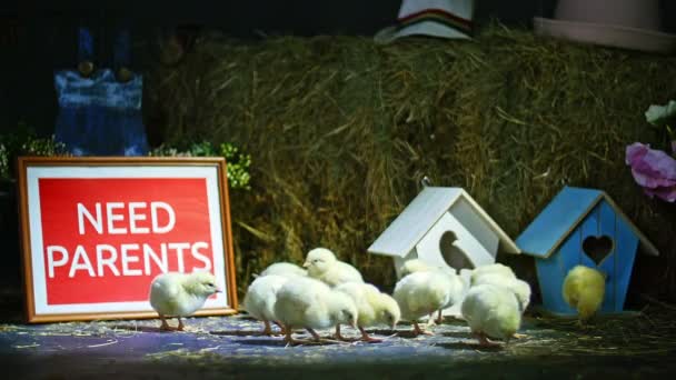 에 밀 짚, 건초에 걷고 있다 작은 닭, ducklings. 백그라운드는 건초 더미에서 작은 새 색. 주제별 장식으로 비디오 스튜디오. — 비디오