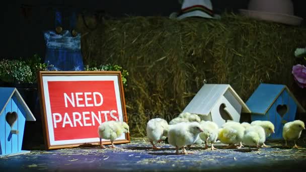 En la paja, en el heno están caminando pollos pequeños, patitos. Al fondo un pajar, pequeñas pajareras de colores. placa con la inskription, necesitamos padres — Vídeo de stock