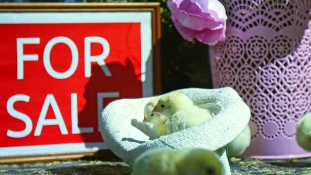 Detail, v klobouku sedí malé kuře, deska s nápisem, na prodej — Stock video