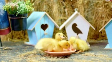 Yakın çekim, içme üç küçük sarı ördek yavrusu bir tabaktan su. Arka planda bir Samanlık, küçük kuş evleri renkli. Stüdyo tematik dekor ile video.