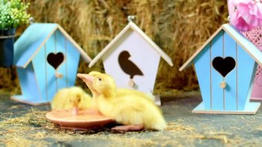 Yakın çekim, içme üç küçük sarı ördek yavrusu bir tabaktan su. Arka planda bir Samanlık, küçük kuş evleri renkli. Stüdyo tematik dekor ile video.