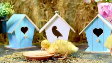 Yakın çekim, içme üç küçük sarı ördek yavrusu bir tabaktan su. Arka planda bir Samanlık, küçük kuş evleri renkli. Stüdyo tematik dekor ile video.