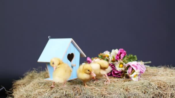 Gros plan, sur la paille, sur le foin de petits canetons marchent. En arrière-plan une meule de foin, petits nichoirs colorés. Vidéo studio avec décor thématique . — Video