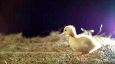 Yakın çekim, saman ve quacks, ışık ışınları boyunca küçük bir sarı bir ördek yavrusu gider