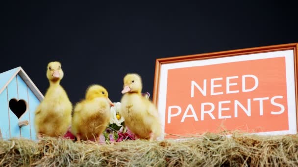 Close-up, on the straw, on the hay small ducklings are walking . In the background a haystack, colored small birdhouses. a plate with an inscription, need parents — Stock Video