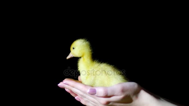 Close-up, hands catch a falling little yellow duckling. In the dark, on a black background, in a ray of light, — Stock Video