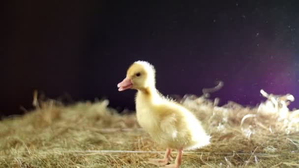 Close-up, seekor anak itik kuning kecil berjalan di sepanjang jerami dan kwek, dalam sinar cahaya — Stok Video