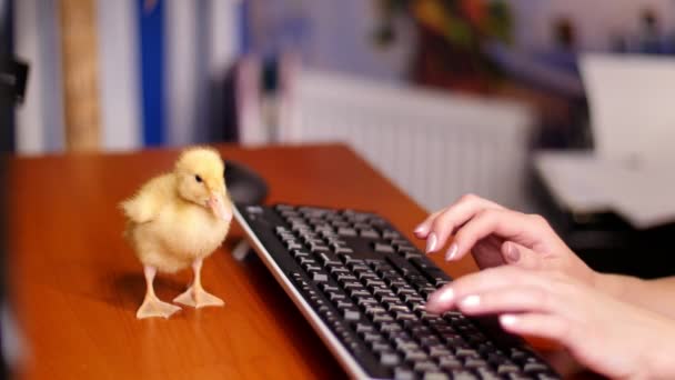 Close-up, mãos femininas trabalhando no teclado do computador. Um pequeno patinho amarelo caminha sobre a mesa no escritório . — Vídeo de Stock